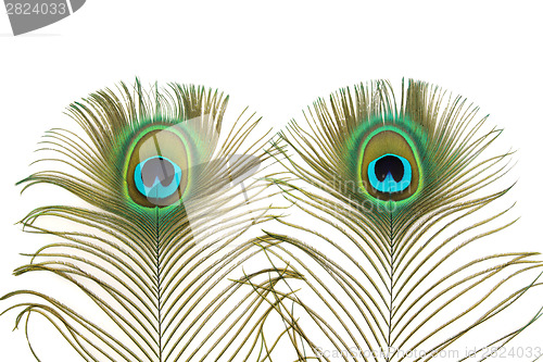 Image of Peacock Eyes