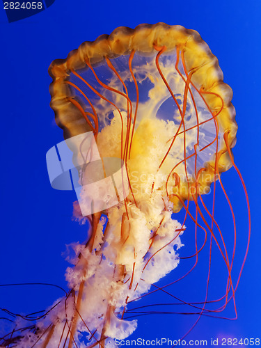 Image of spectacular jellyfish 