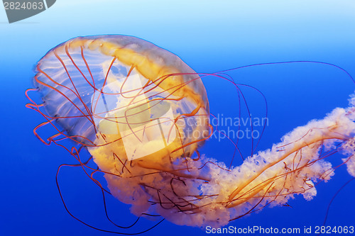 Image of spectacular jellyfish 
