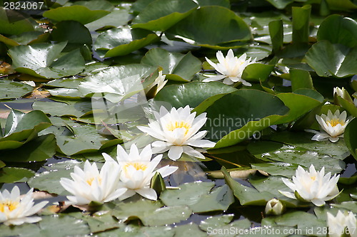 Image of Water lilies in pond