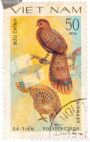 Image of Stamp printed in Vietnam shows Polyplectron germaini, series dev