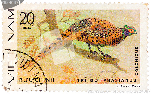 Image of Stamp printed in Vietnam shows Phasianus colchicus or common phe