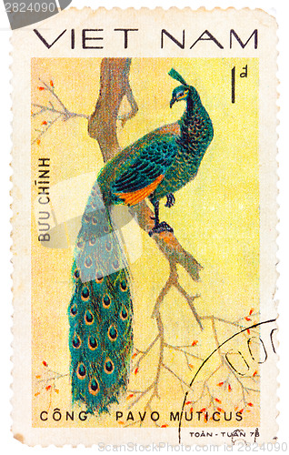 Image of Stamp printed in Vietnam shows Pavo muticus or green peafowl, se