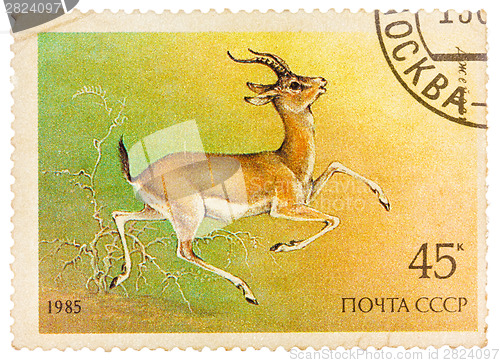 Image of Stamp printed by Russia, shows Goitered gazelle