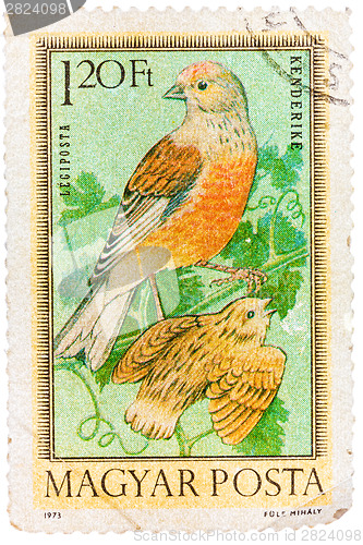 Image of Stamp printed in Hungary, shows Linnets, without inscription, fr