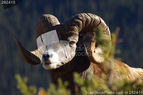 Image of Mountain Sheep 7