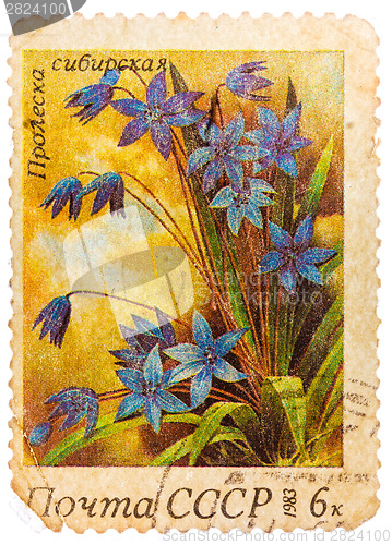 Image of Stamp printed in USSR (Russia) shows a Siberian squills with the