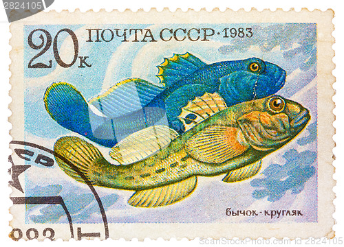Image of Stamp printed by Russia, shows fish, Neogobius fluviailis