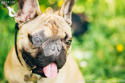 Image of Dog French Bulldog