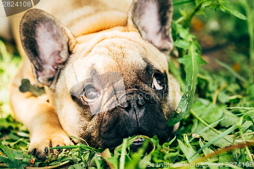 Image of Dog French Bulldog