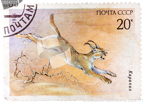 Image of Stamp printed in USSR (Russia) shows a image of a Endangered ani