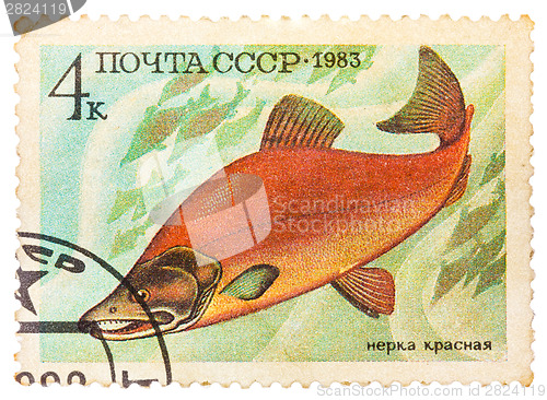 Image of Post stamp printed in USSR (CCCP, soviet union) shows oncorhynch