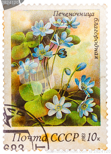 Image of Stamp printed in USSR (CCCP, soviet union) shows anemone hepatic