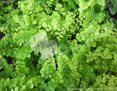 Image of Adiantum