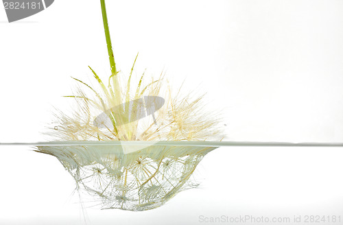 Image of dandelion submerged under water upside down 