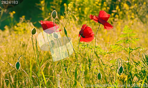 Image of red poppies