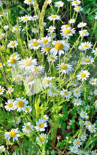 Image of field with chamomile