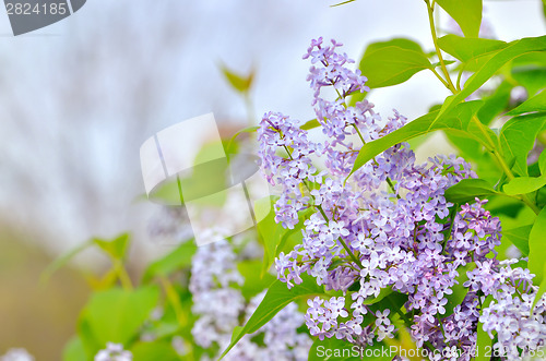 Image of branch with spring lilac flowers