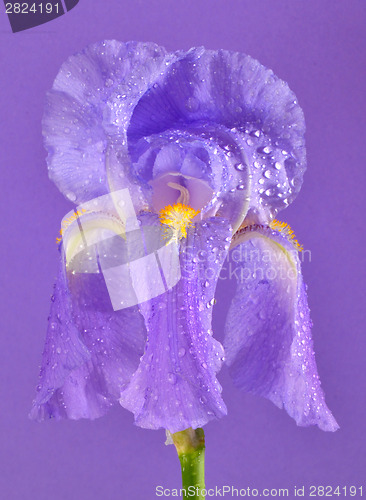 Image of purple iris flower 