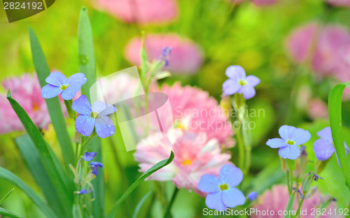 Image of Flowers Field Background