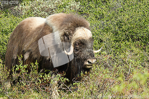 Image of Muskox