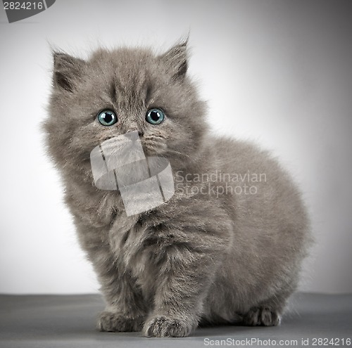 Image of british long hair kitten