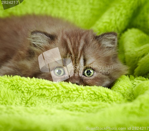 Image of british long hair kitten