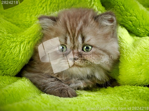 Image of british long hair kitten