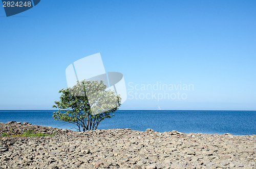 Image of Blossom lone whitebeam tree at coast