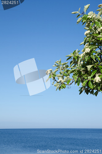 Image of Blossom tree branch at blue sky and water