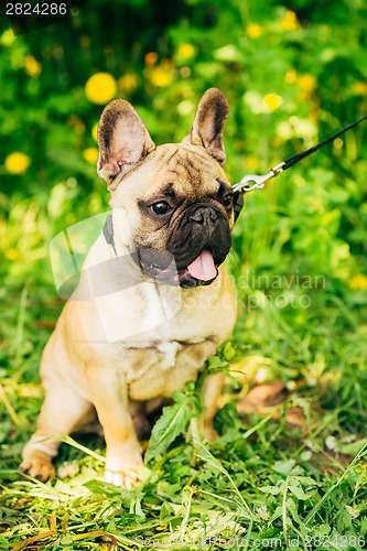 Image of Dog French Bulldog