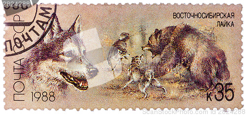 Image of USSR - CIRCA 1988: A stamp printed in USSR, shows East Siberian 