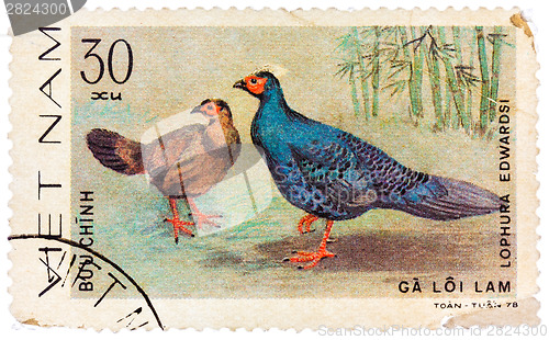 Image of Stamp printed in Vietnam shows Lophura edwardsi or Edwards's phe