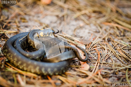 Image of Grass-snake, adder in early spring