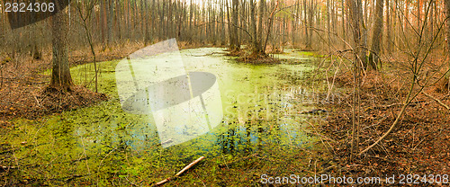 Image of Wild Bog Swamp.