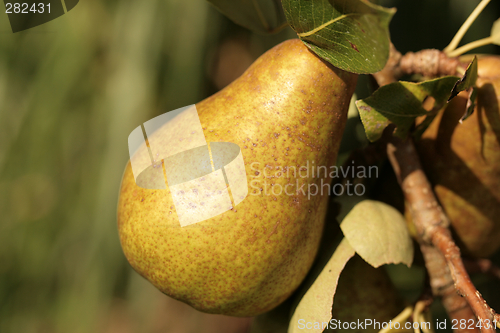 Image of Pear