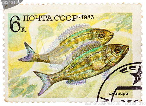 Image of Post stamp printed in USSR (CCCP, soviet union) shows Perciforme