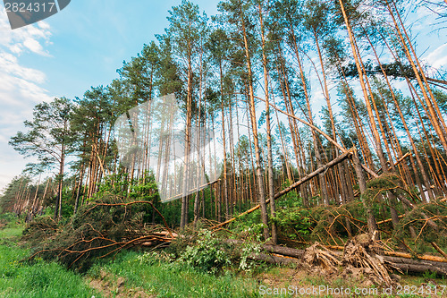Image of Windfall in forest. Storm damage.