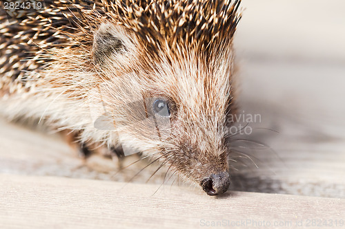 Image of Hedgehog
