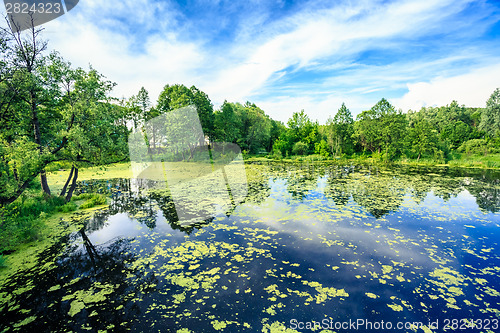 Image of Wild Bog Swamp.