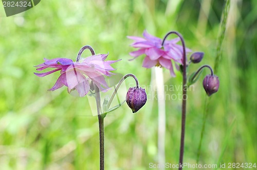 Image of Delicate flowers of an akvilegiya in a garden.