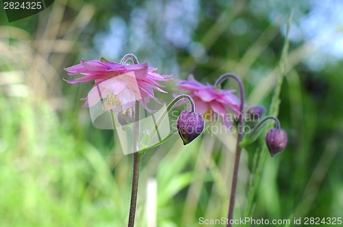 Image of Delicate flowers of an akvilegiya in a garden.