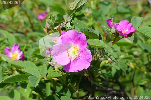 Image of Dogrose blossoming in a garden.