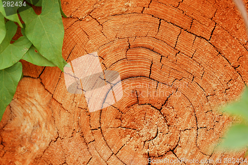 Image of Trunk