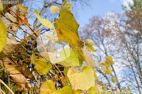 Image of ripe organic grape fruit bunch with green leaves  