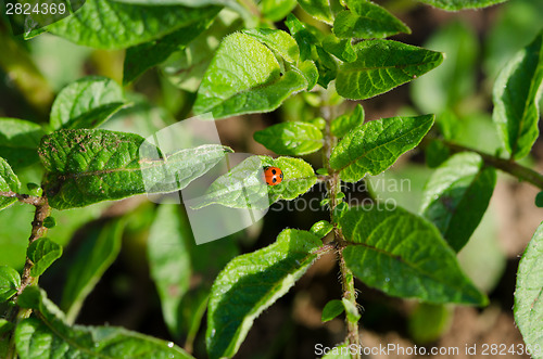 Image of ladybird insect animal sit on bean plant leaves 