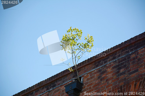 Image of Sapling growing out of a gutter