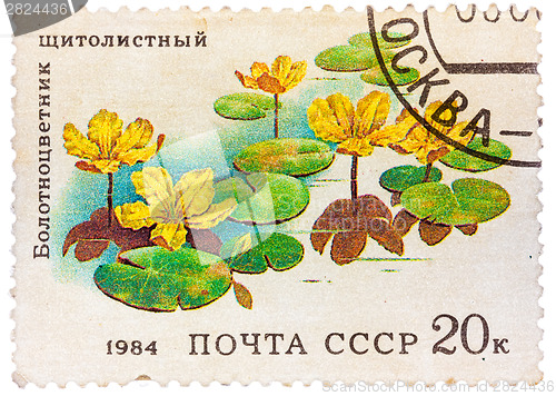 Image of Stamp from the USSR shows image of Belotsvetnik Schitolistny