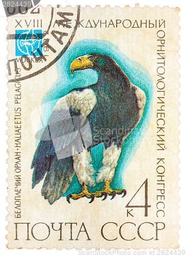 Image of Stamp printed in USSR (Russia) shows a bird Haliaeetus pelagitus
