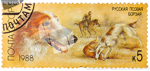 Image of Stamp printed by Russia, shows dog, hound, hunting